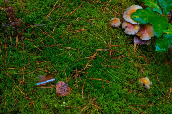 Passeio Outono Floresta Entre Árvores Cogumelos — Fotografia de Stock