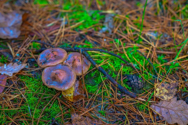 Passeio Outono Floresta Entre Árvores Cogumelos — Fotografia de Stock