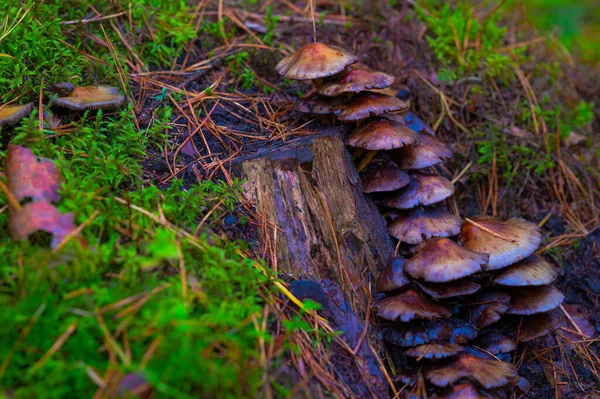 Passeio Outono Floresta Entre Árvores Cogumelos — Fotografia de Stock