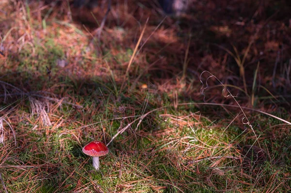 Passeio Outono Floresta Entre Árvores Cogumelos — Fotografia de Stock