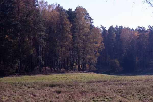 Herfstwandeling Het Bos Tussen Bomen Paddenstoelen — Stockfoto