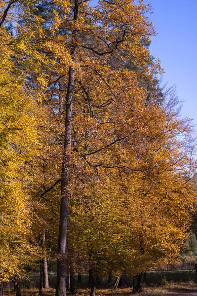 Autumn Walk Forest Trees Mushrooms — Stock Photo, Image