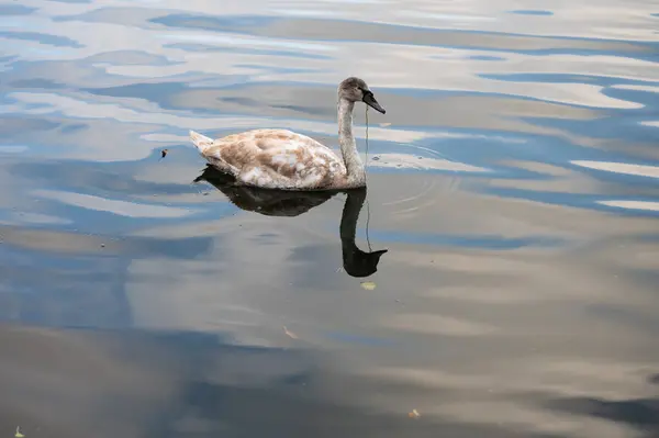 Swan Floating Lake — Stock Photo, Image