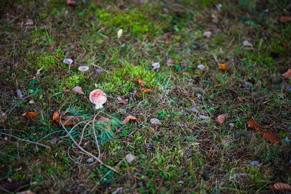 Autumn Walk Forest Park — ストック写真