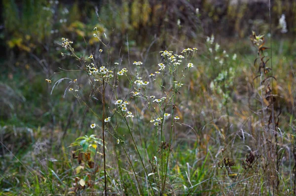 Herfst Wandeling Het Bos Park — Stockfoto