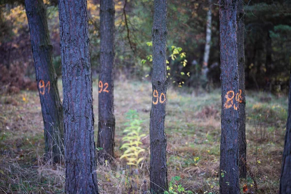 Autumn Walk Forest Park — Stock Photo, Image