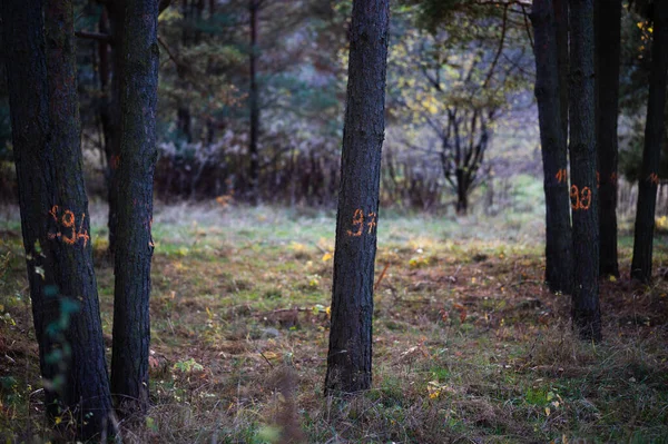 Ormanda Sonbahar Yürüyüşü Park — Stok fotoğraf