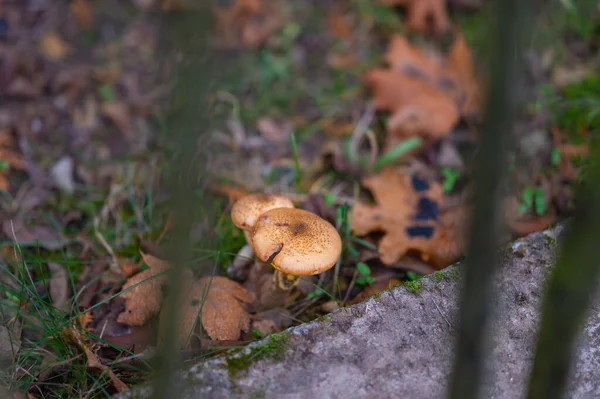 Setas Otoño Bosque — Foto de Stock