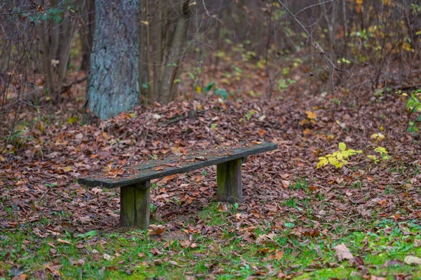 Osamělá Lavička Lese — Stock fotografie