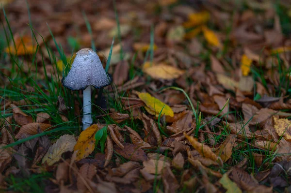 Outono Grande Cogumelo Branco — Fotografia de Stock