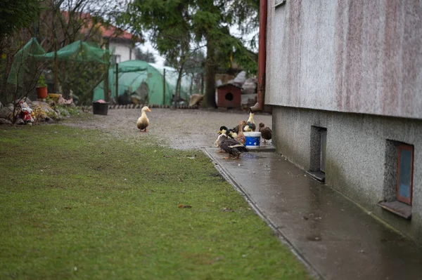 Ducks Walking Backyard — Stock Photo, Image