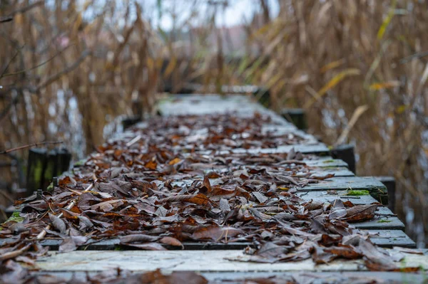Podzimní Zimní Procházka Jezera — Stock fotografie