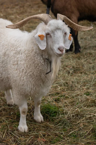 various rural animals in nature