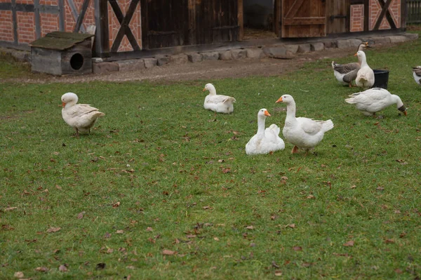 Various Rural Animals Nature — Stock Photo, Image