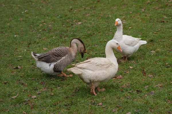 Verschiedene Ländliche Tiere Der Natur — Stockfoto