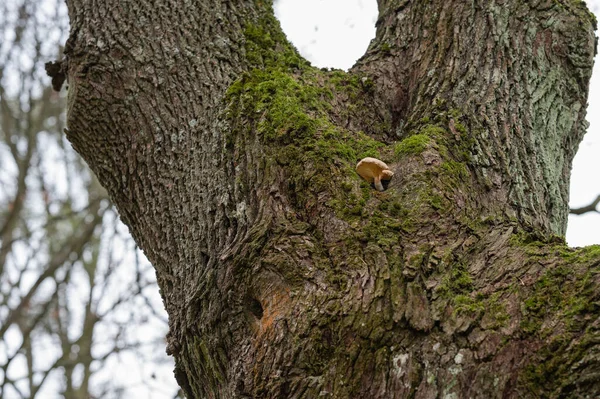 Грибок Растущий Коре Дерева — стоковое фото