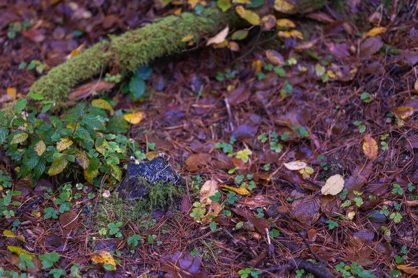 Autumn Walk Forest Park — Fotografia de Stock