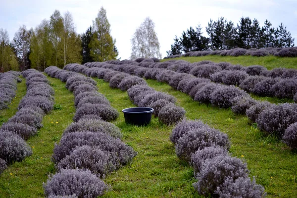 Taze lavantalı büyük bir arazi.