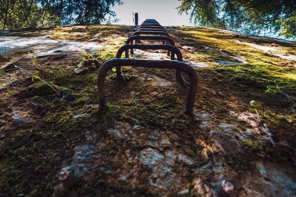 Ladder Rots Het Bos — Stockfoto