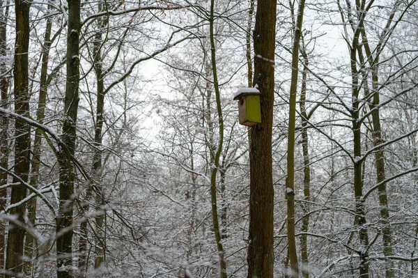 Kuşlar ağaca asılmış.