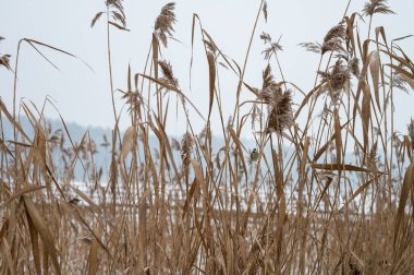 Olsztyn 'deki Kortowo Gölü' nde kış