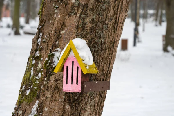 Olsztyn的Kortowo树上的鸟类喂食器 — 图库照片