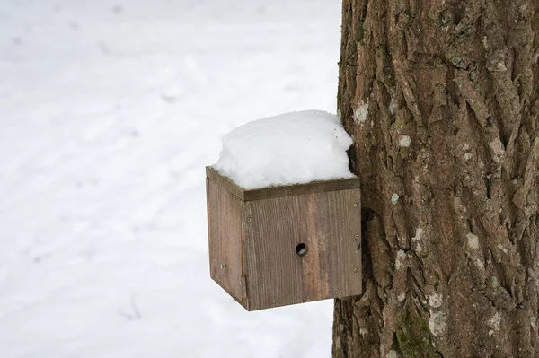 Olsztyn的Kortowo树上的鸟类喂食器 — 图库照片