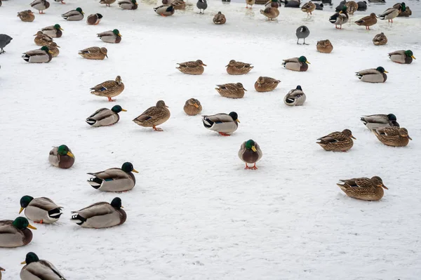 Swan Duck Birds Frozen Lake Mragowo — Stock Photo, Image