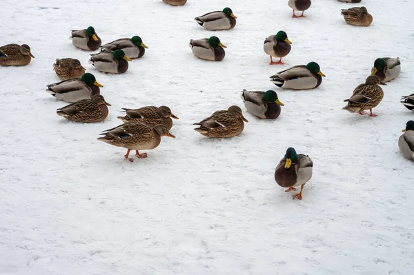 Swan Duck Birds Frozen Lake Mragowo — Stock Photo, Image