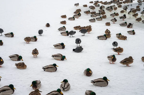 Swan Duck Birds Frozen Lake Mragowo — Stock Photo, Image