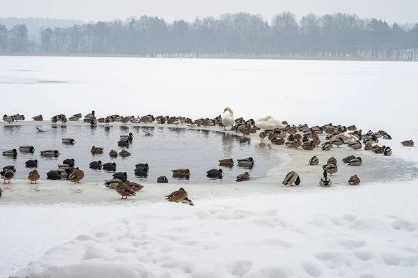 Лебединые Утки Замерзшем Озере Мрагово — стоковое фото