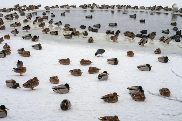 Swan Duck Birds Frozen Lake Mragowo — Stock Photo, Image