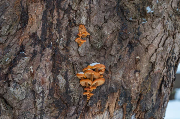 Las Setas Anaranjadas Que Crecen Árbol — Foto de Stock