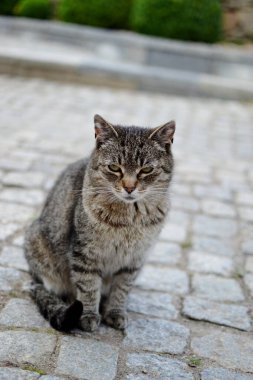 Walim, Silezya, Polonya - 25 Temmuz 2016 - şehir kedisi