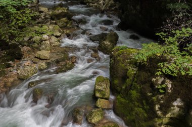 Taubenlochschlucht, İsviçre - 17 Ağustos 2019 - akarsu ve mini şelale manzarası ve yürüyüşü