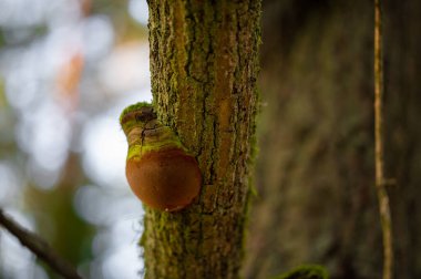 Ormandaki bir ağacın tepesinde büyüyen bir merkez.