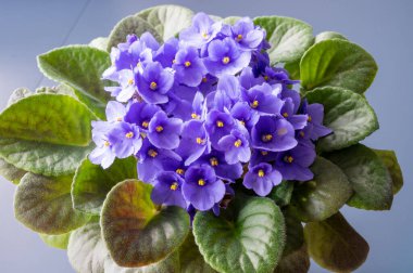 Ahşap bir arka planda vazoda mavi renkli menekşeler.