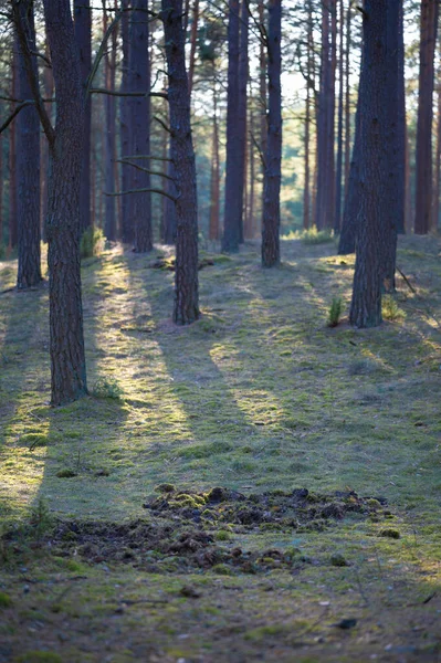 森の中を木や苔で歩き — ストック写真