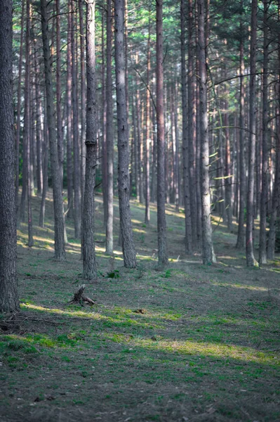 Caminhar Floresta Entre Árvores Musgo — Fotografia de Stock