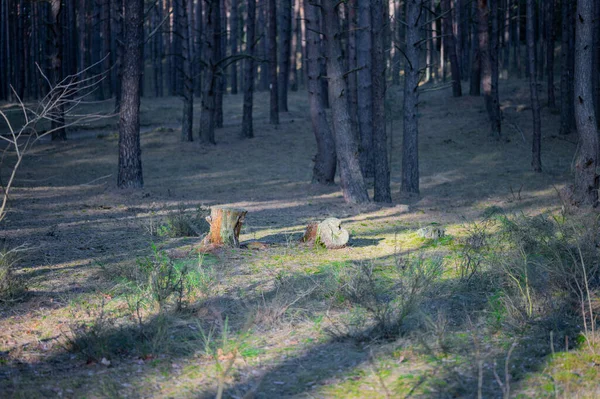 Wandelen Het Bos Tussen Bomen Mos — Stockfoto