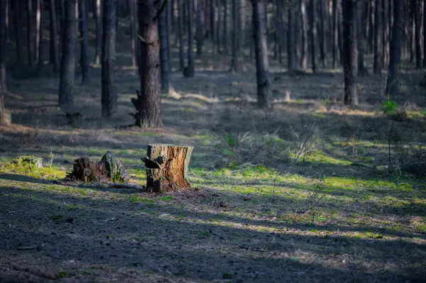 Caminhar Floresta Entre Árvores Musgo — Fotografia de Stock