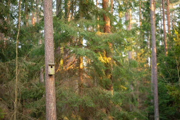 鳥の家は森の中の木の上に高く — ストック写真
