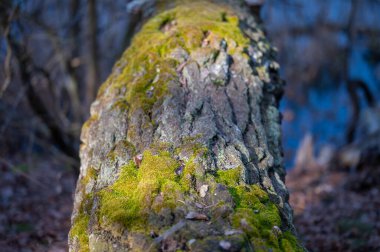 Ormanın ortasında bir ağaçta yosun var.