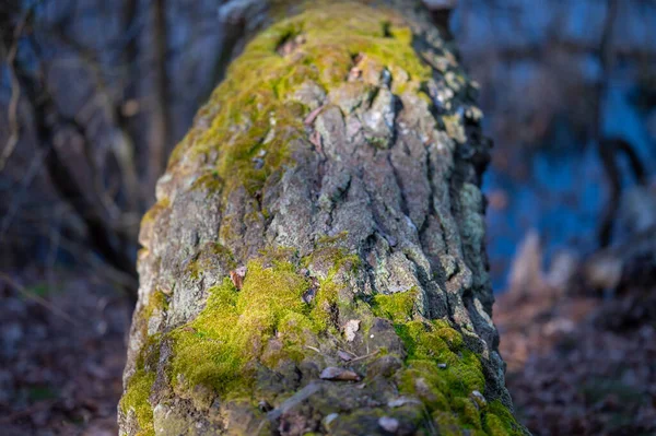 Ormanın ortasında bir ağaçta yosun var.