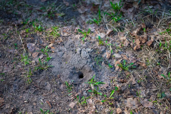 Τρύπα Στο Έδαφος Στην Κρυψώνα Των Ζώων Του Δάσους — Φωτογραφία Αρχείου