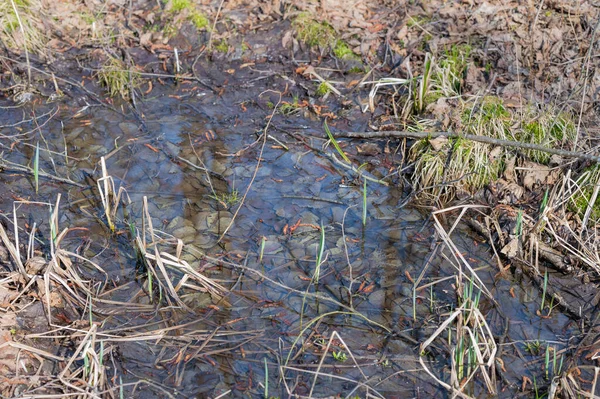 Lac Caché Milieu Forêt — Photo