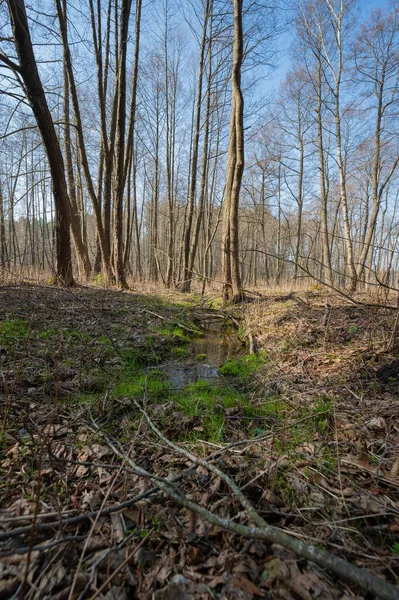 Verborgen Meer Midden Het Bos — Stockfoto