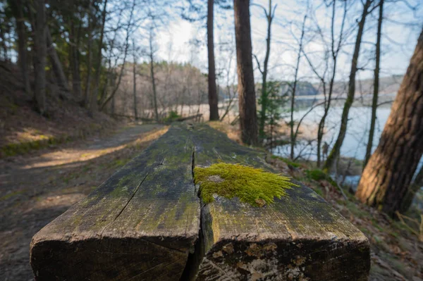 Träbänkar Skogen Med Mossa — Stockfoto