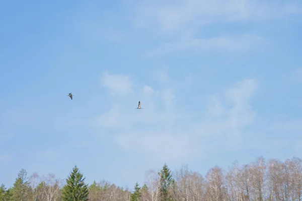 Kraniche Fliegen Durch Den Himmel Über Einer Wiese Mitten Wald — Stockfoto