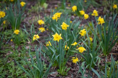 Evin altındaki parkta büyüyen nergis hokkabazlığı manzarası